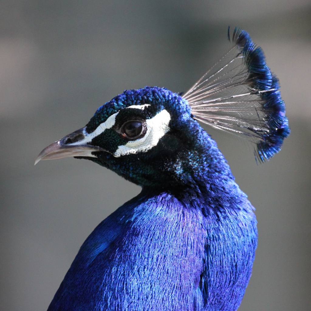 Красивый синий павлин на сером фоне 