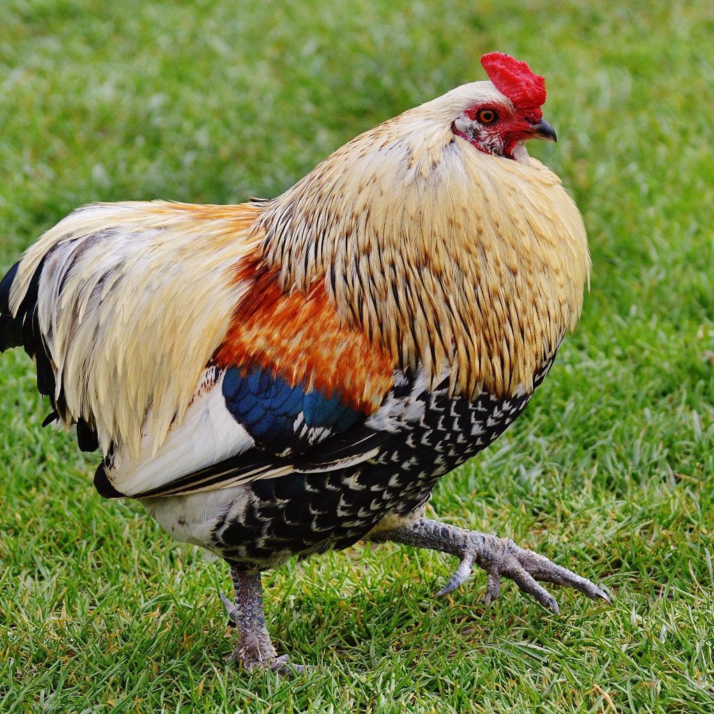 Красивый домашний петух идет по траве 