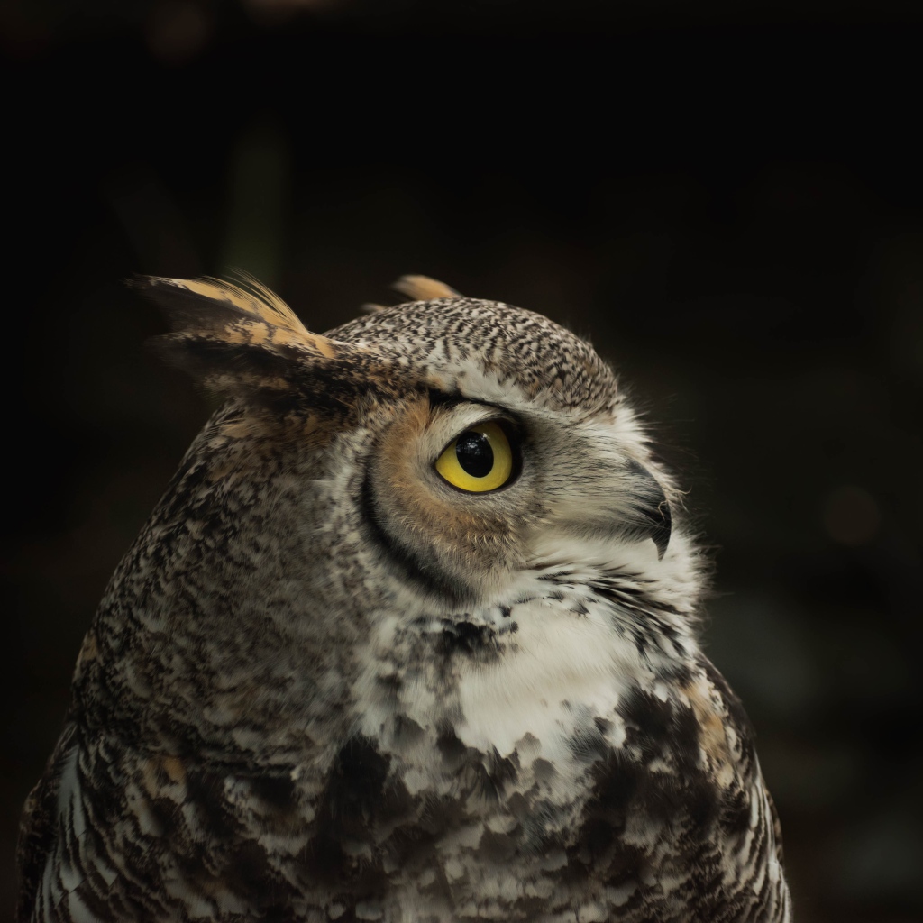 Красивая серая сова с желтыми глазами 