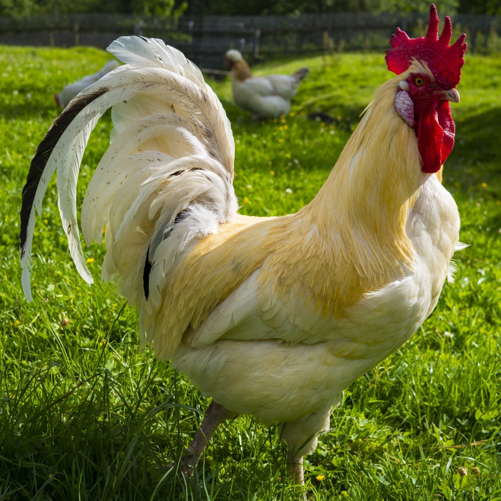 Красивый белый домашний петух на зеленой траве 