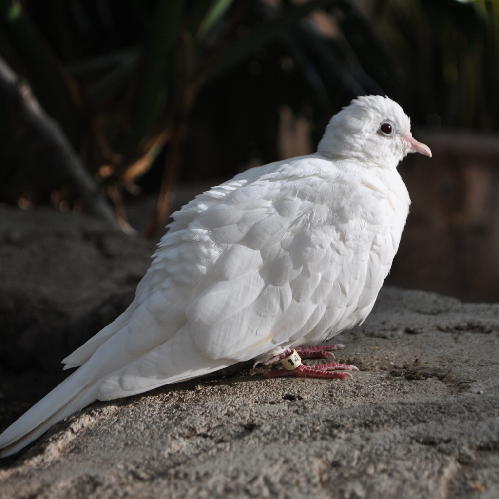 Красивый белый голубь сидит на камне