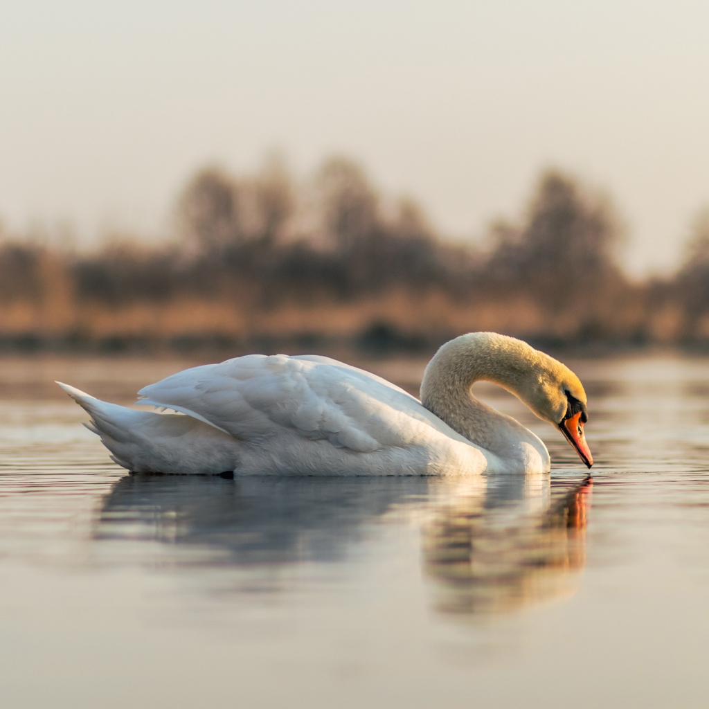 Красивый белый лебедь в пруду на закате