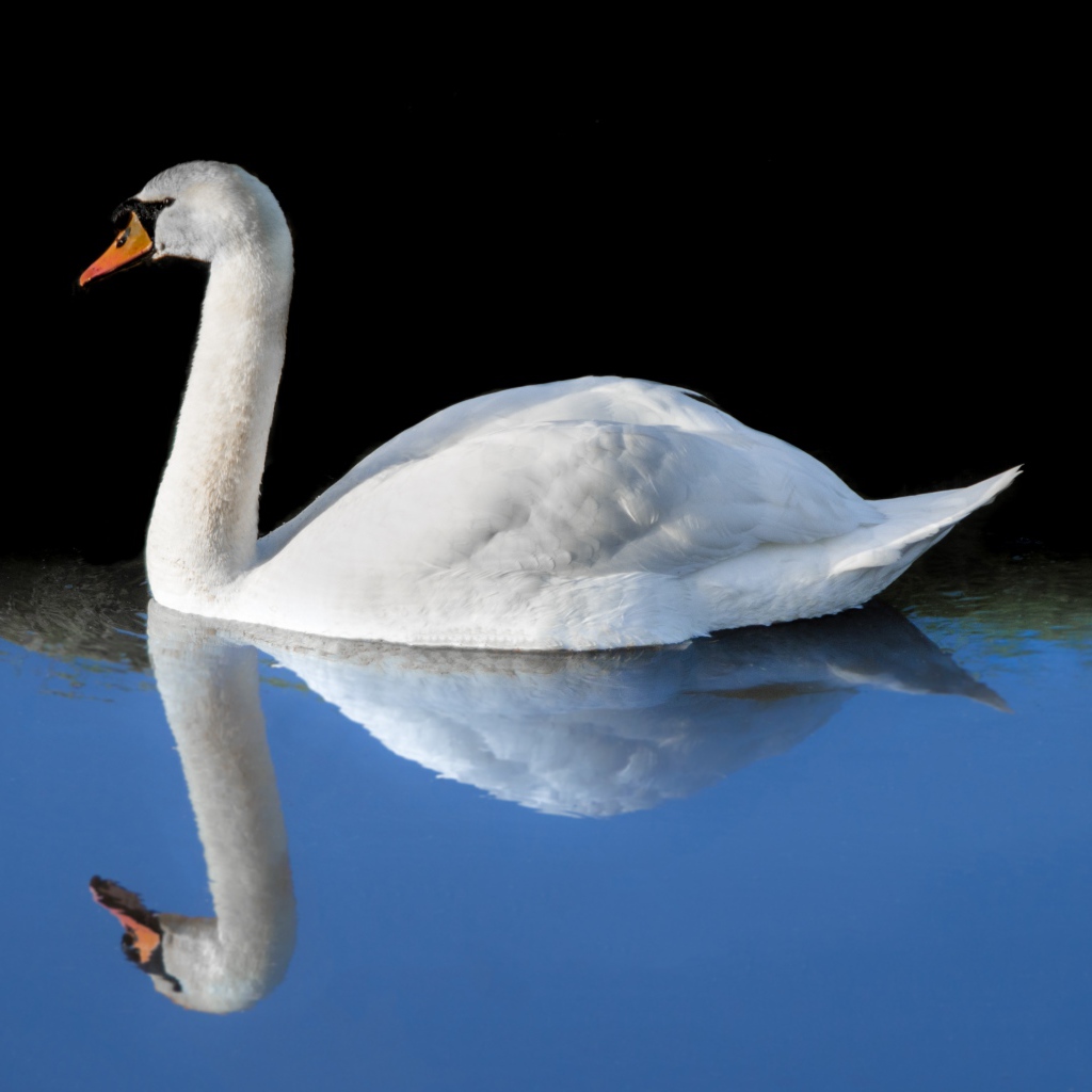 Красивый белый лебедь отражается в холодной воде