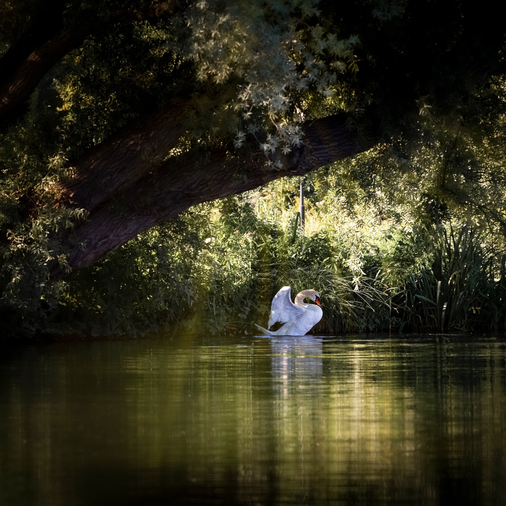 Красивый белый лебедь на пруду 