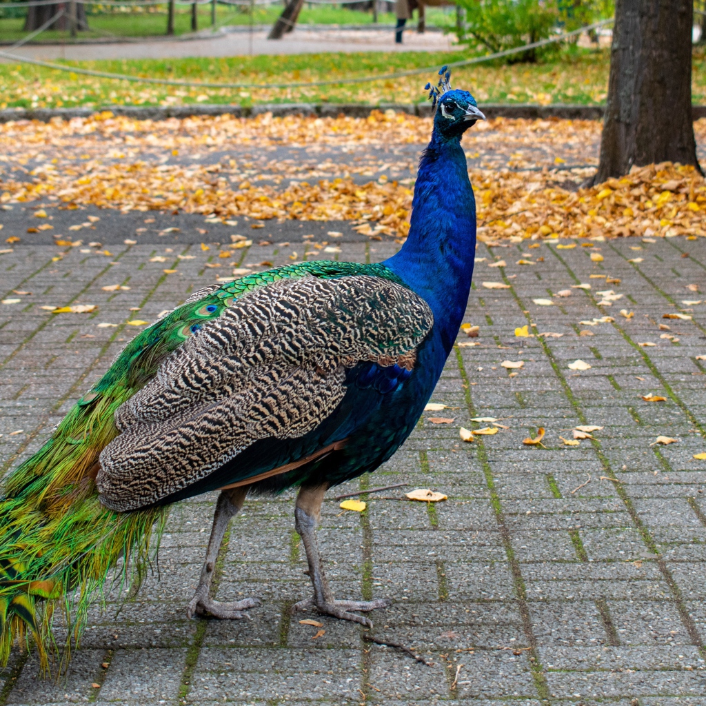 Большой красивый павлин гуляет в осеннем парке