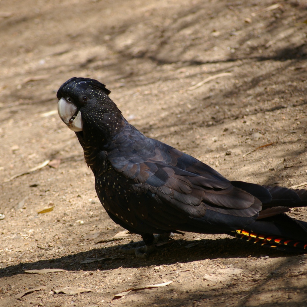 Большой черный какаду стоит на земле 