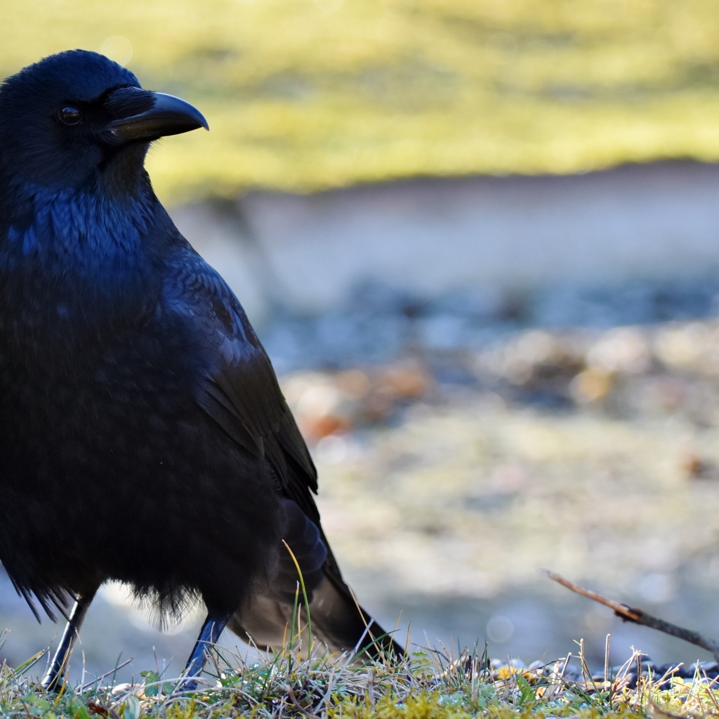Большой черный ворон крупным планом