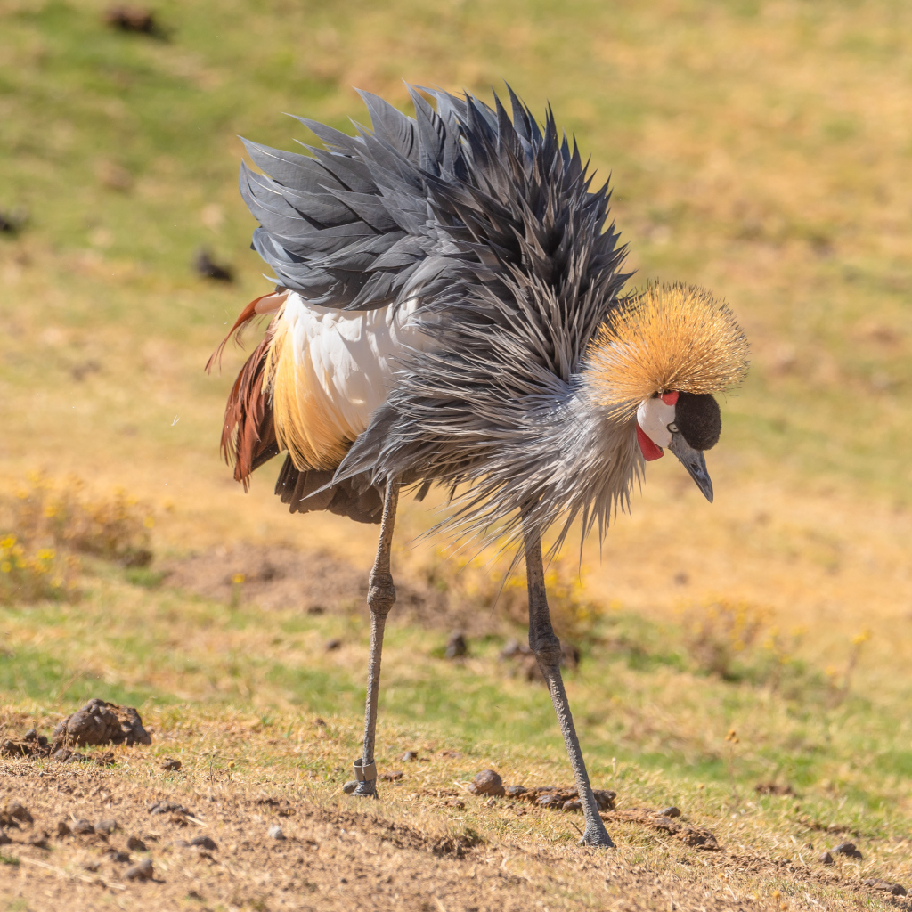 Большой серый журавль на земле 