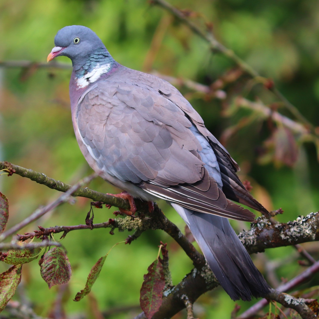 Большой серый  голубь сидит на ветке дерева