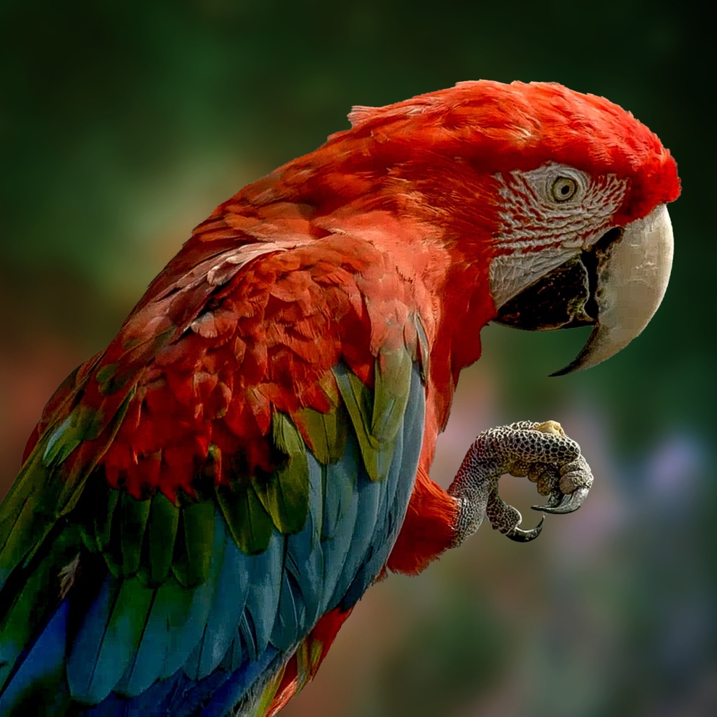 Большой ара с красной головой крупным планом 