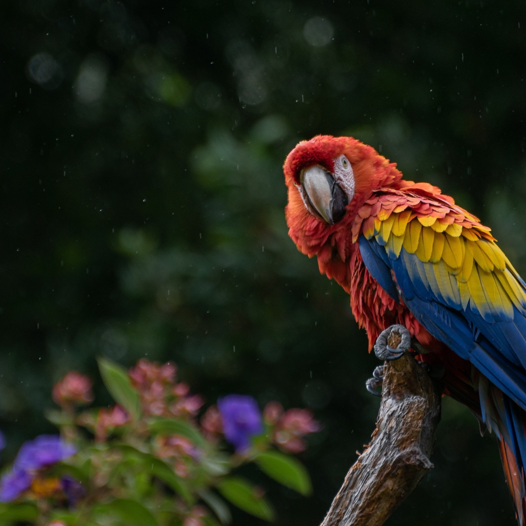 Большой попугай сидит на ветке под дождем 