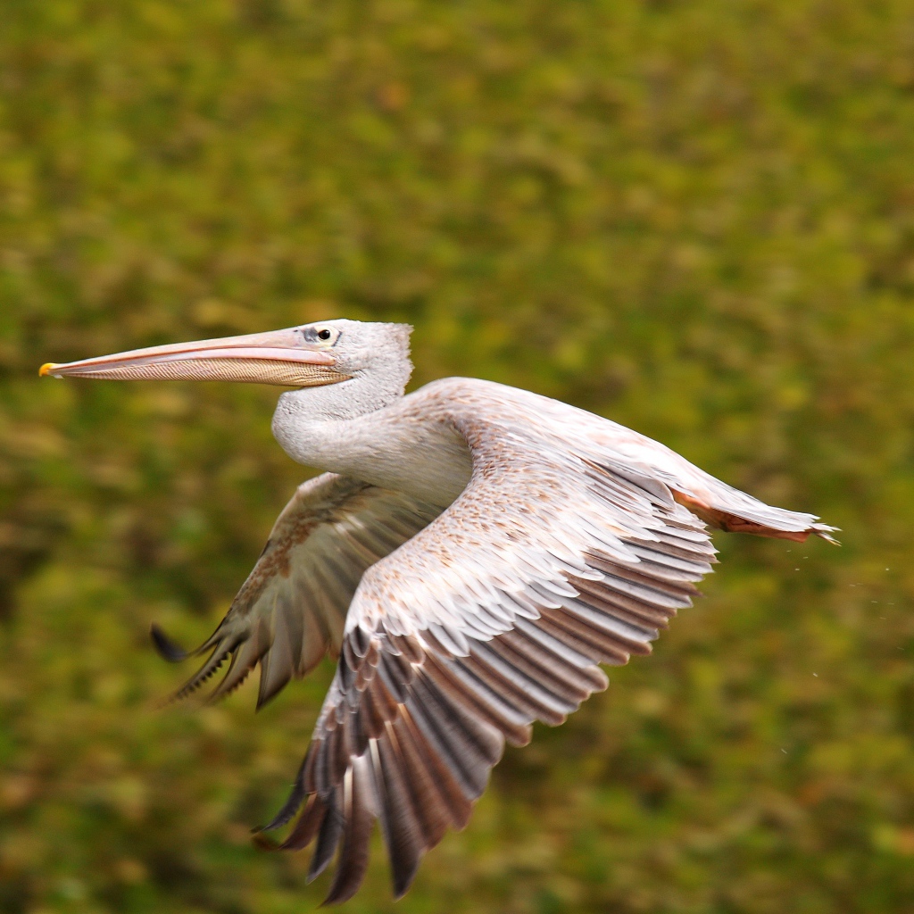 Большой пеликан парит в воздухе