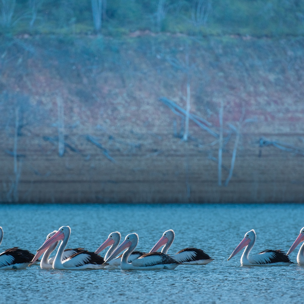 Большие пеликаны в воде 
