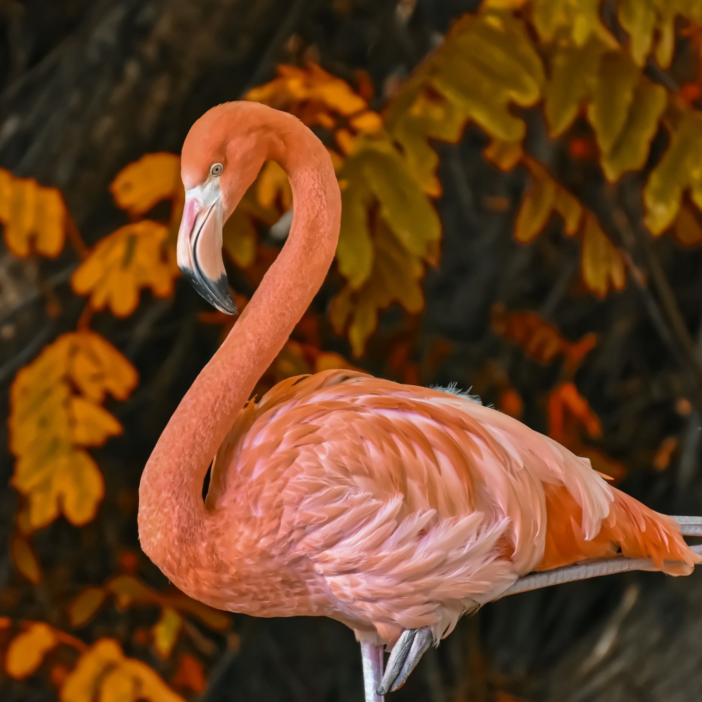 Большой розовый фламинго на фоне листьев 