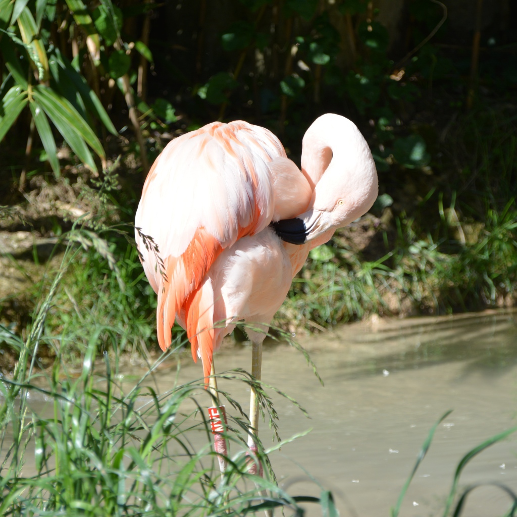 Большой розовый фламинго стоит в воде