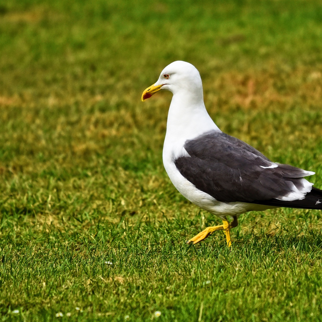 Большая чайка гуляет по зеленой траве