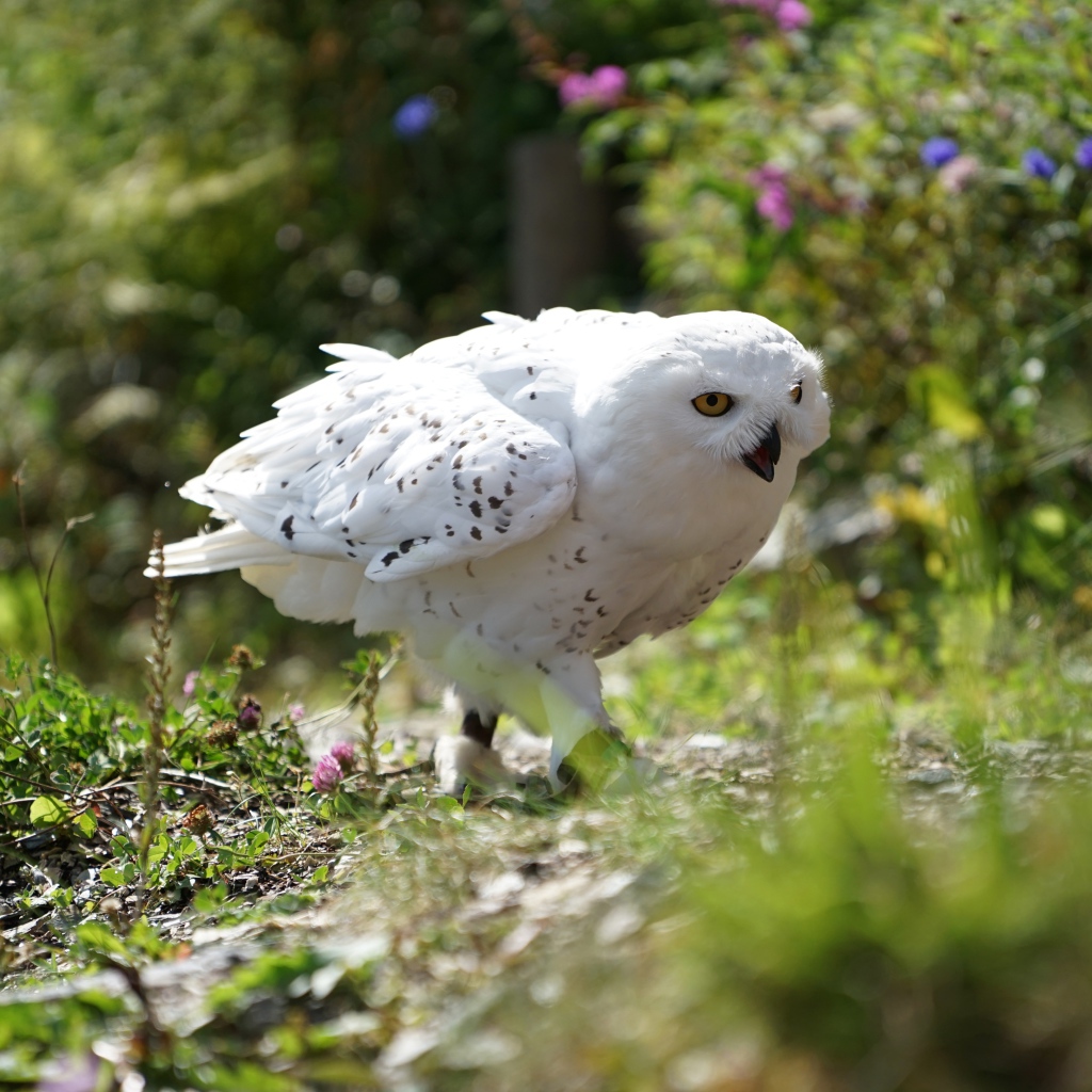 Большая снежная сова идет по траве