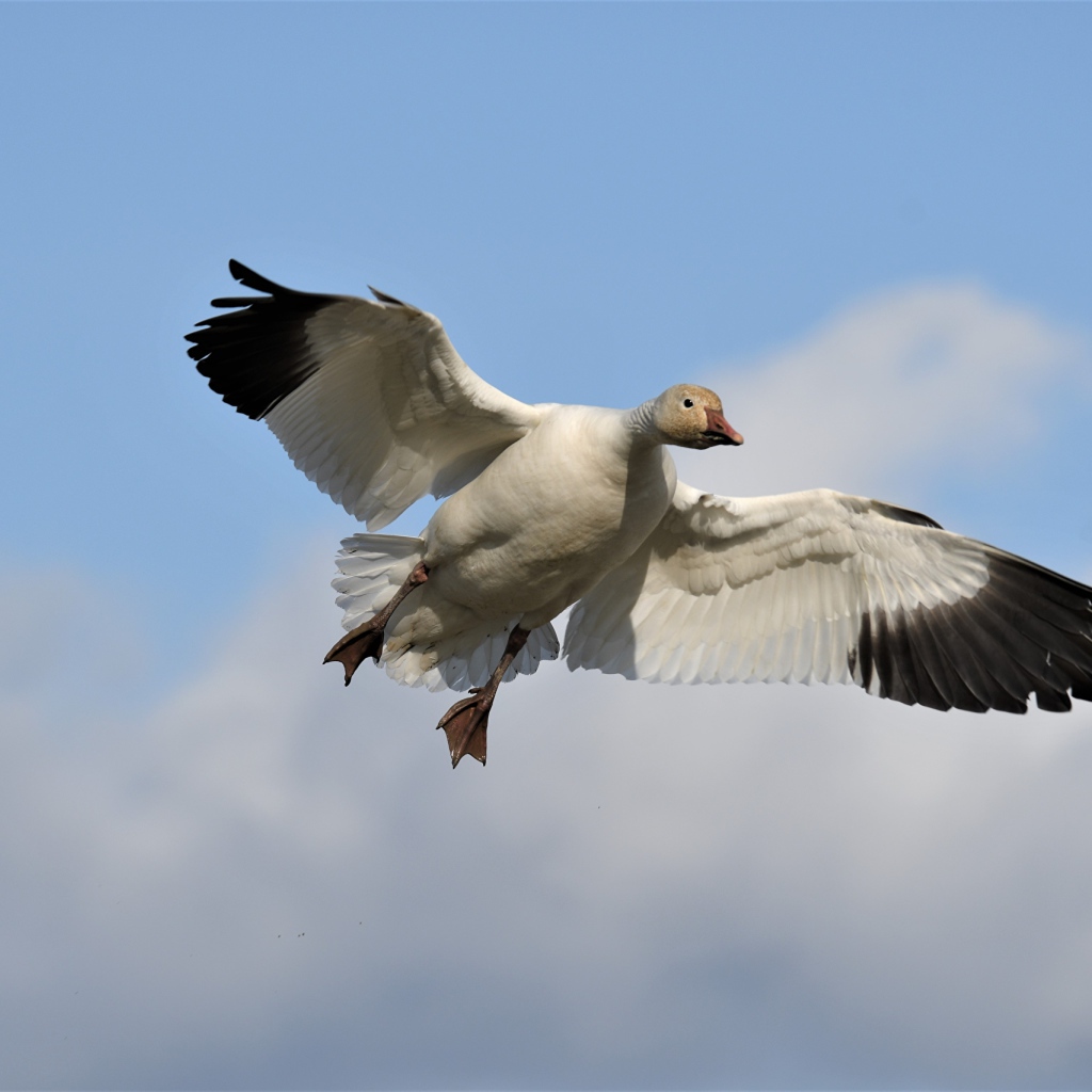 Большой белый гусь летит в небе 