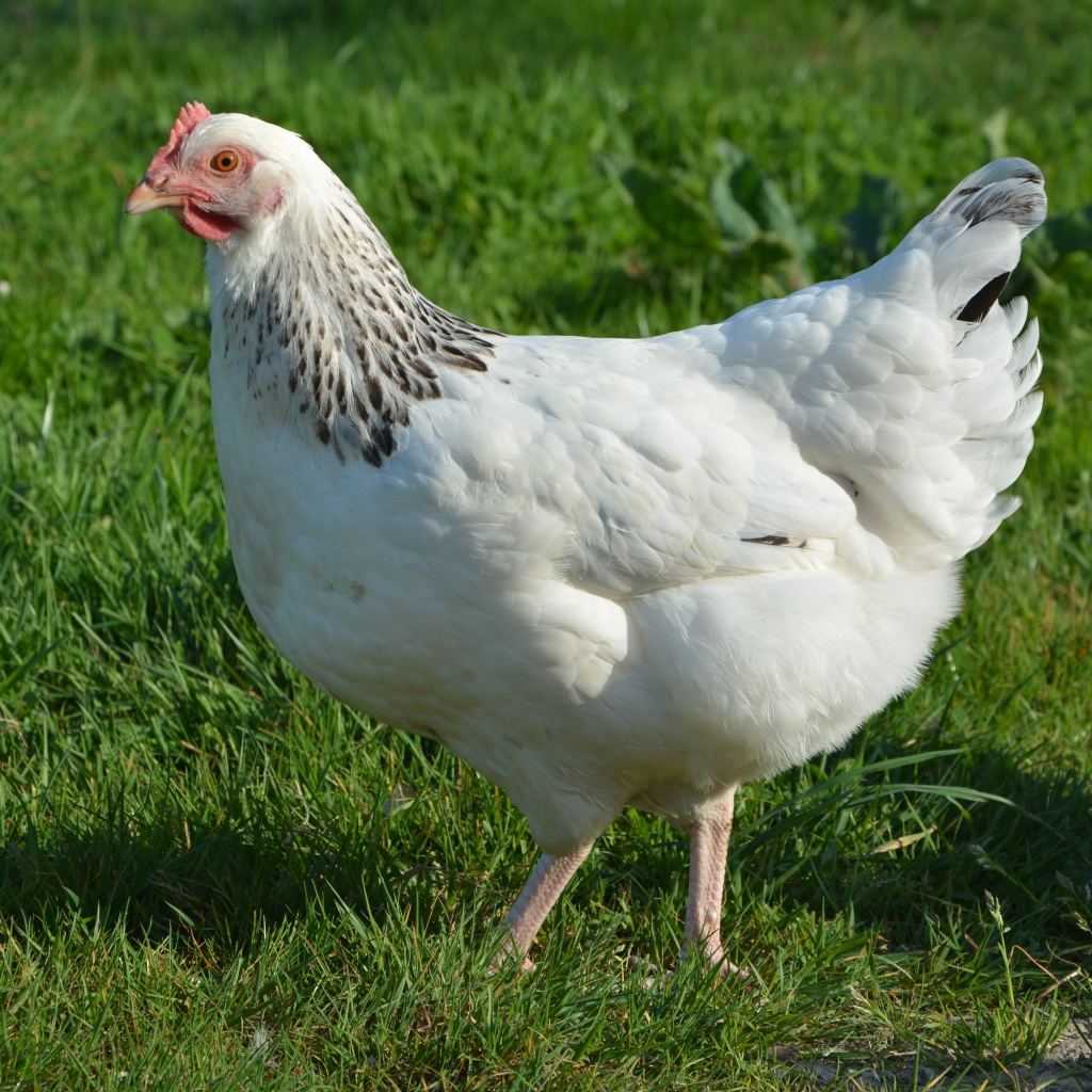 Большая белая курица гуляет по зеленой траве 