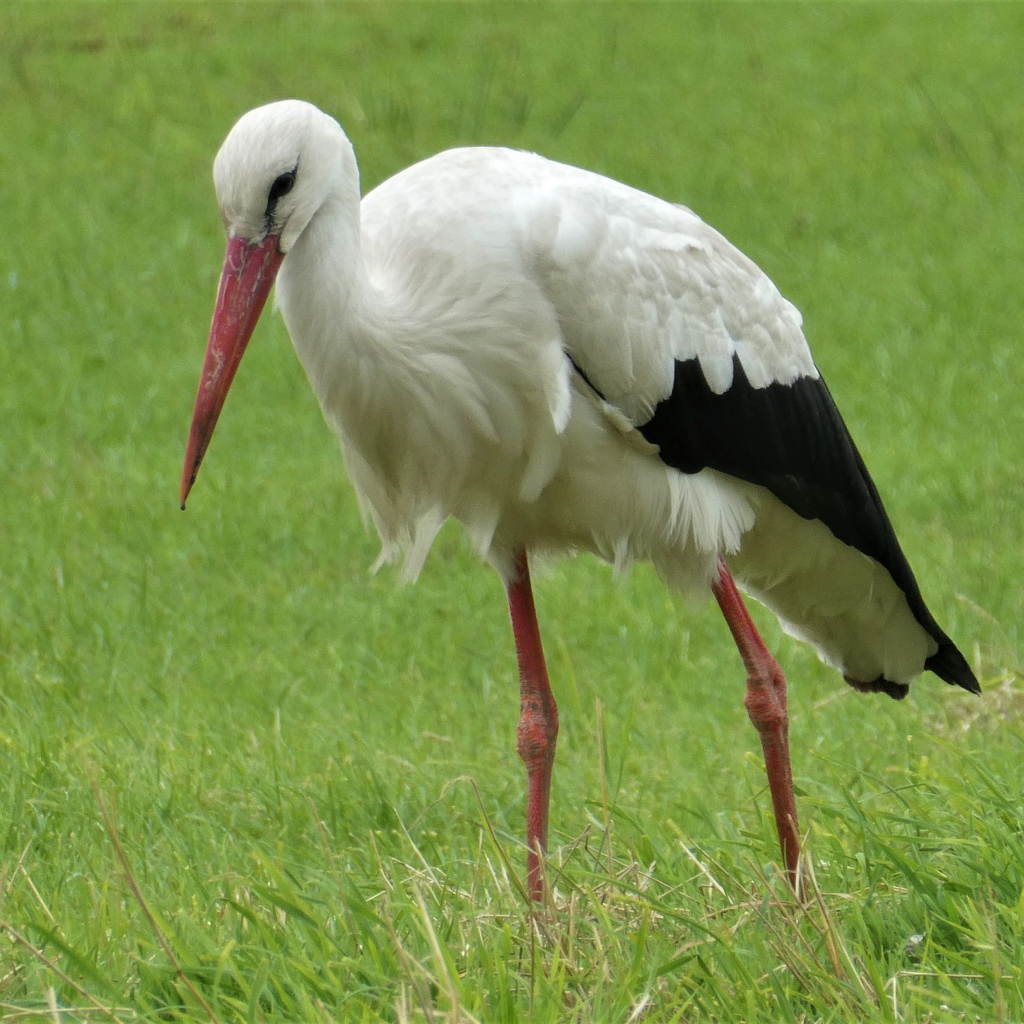 Большой белый аист гуляет по зеленой траве