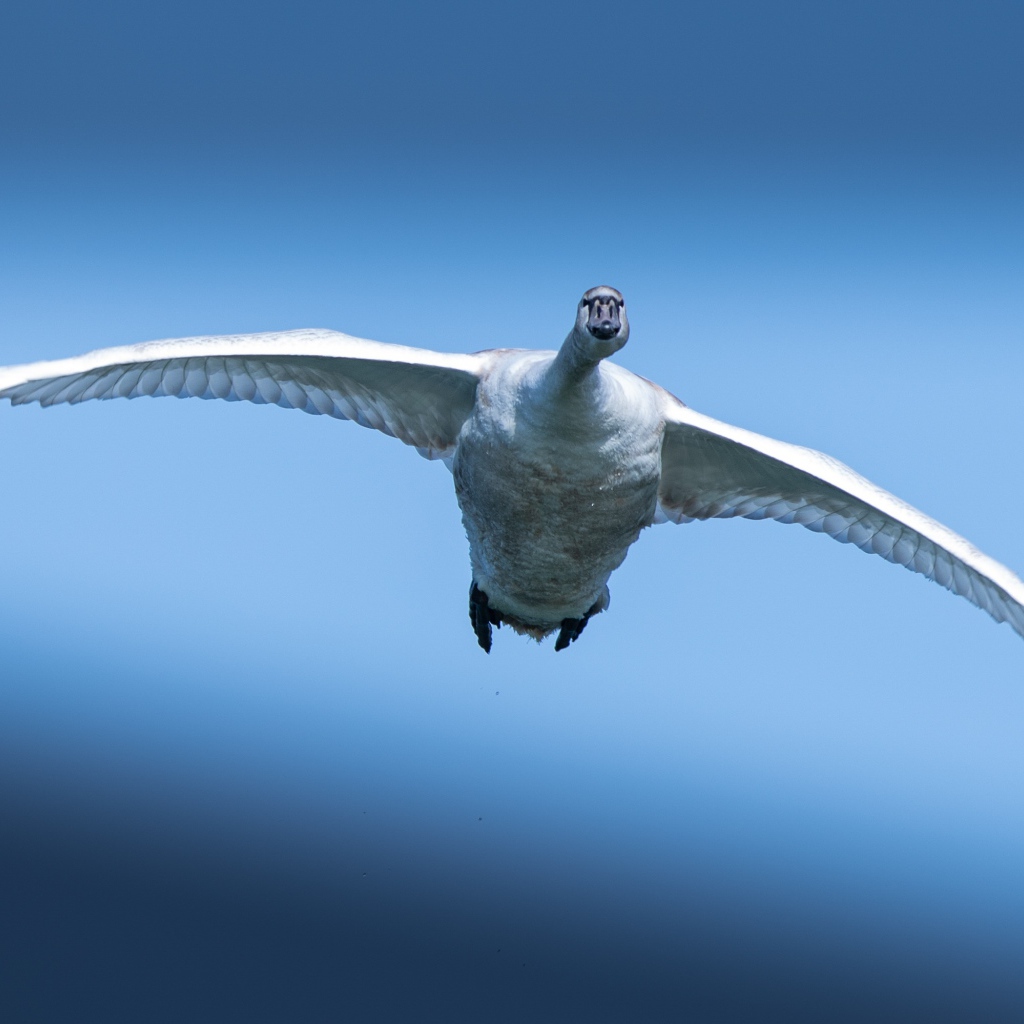 Большой белый лебедь летит в голубом небе