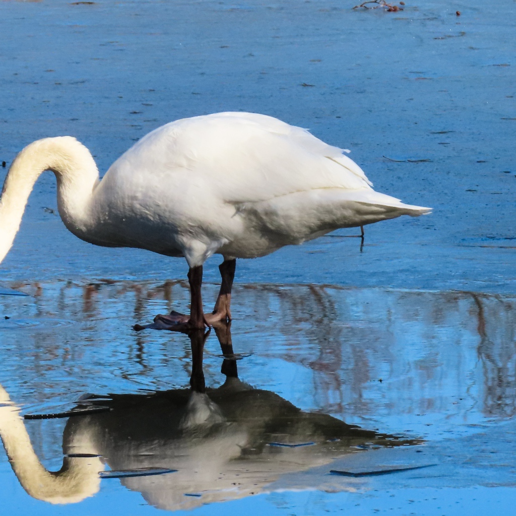 Большой белый лебедь в луже 