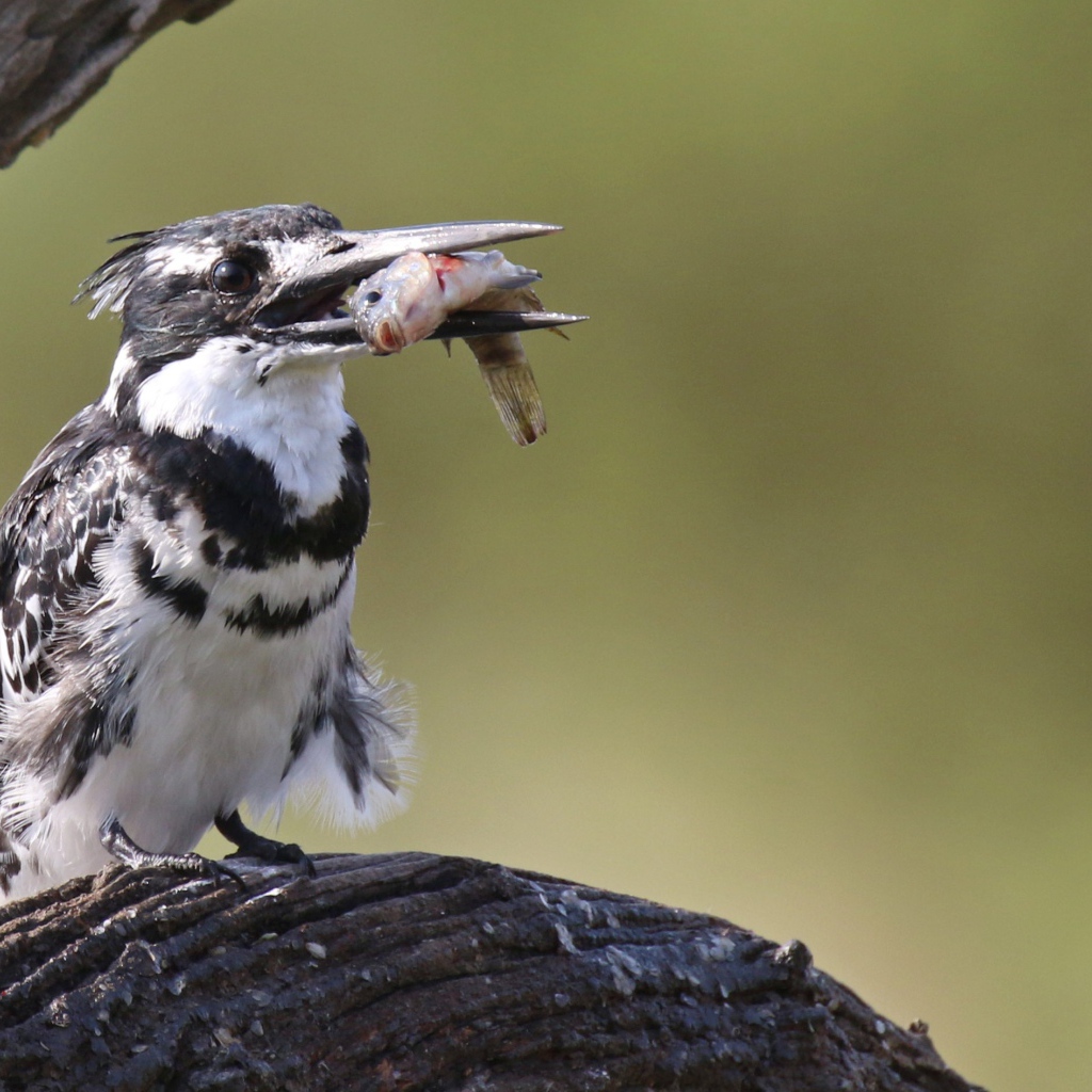 Птица пестрый зимородок с рыбой в клюве 