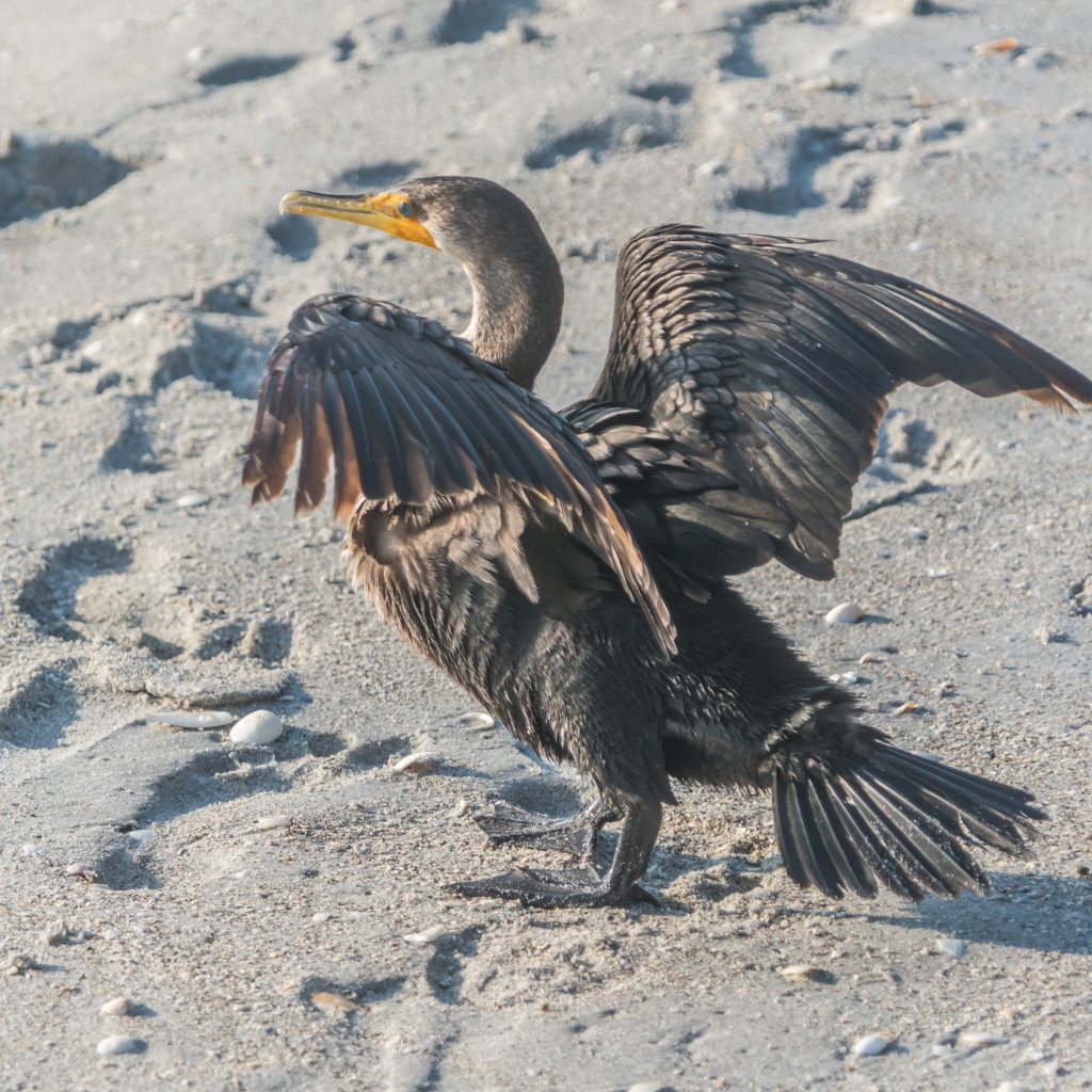 Черный баклан на мокром песке 
