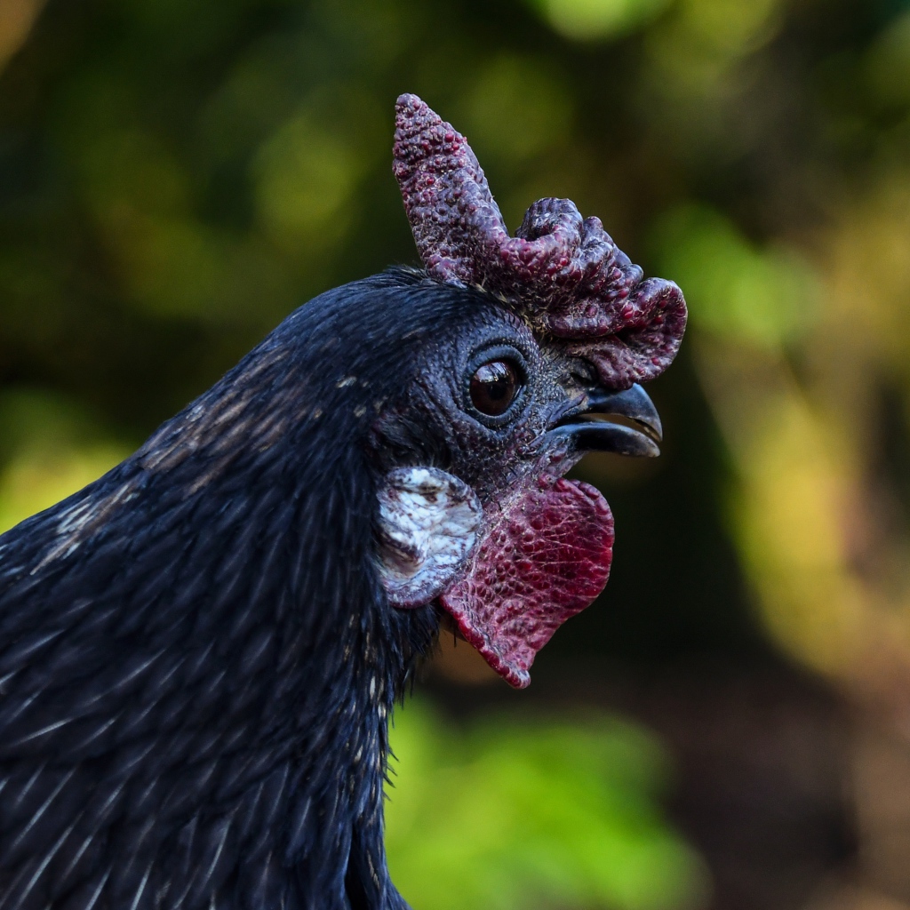 Черная домашняя курица крупным планом