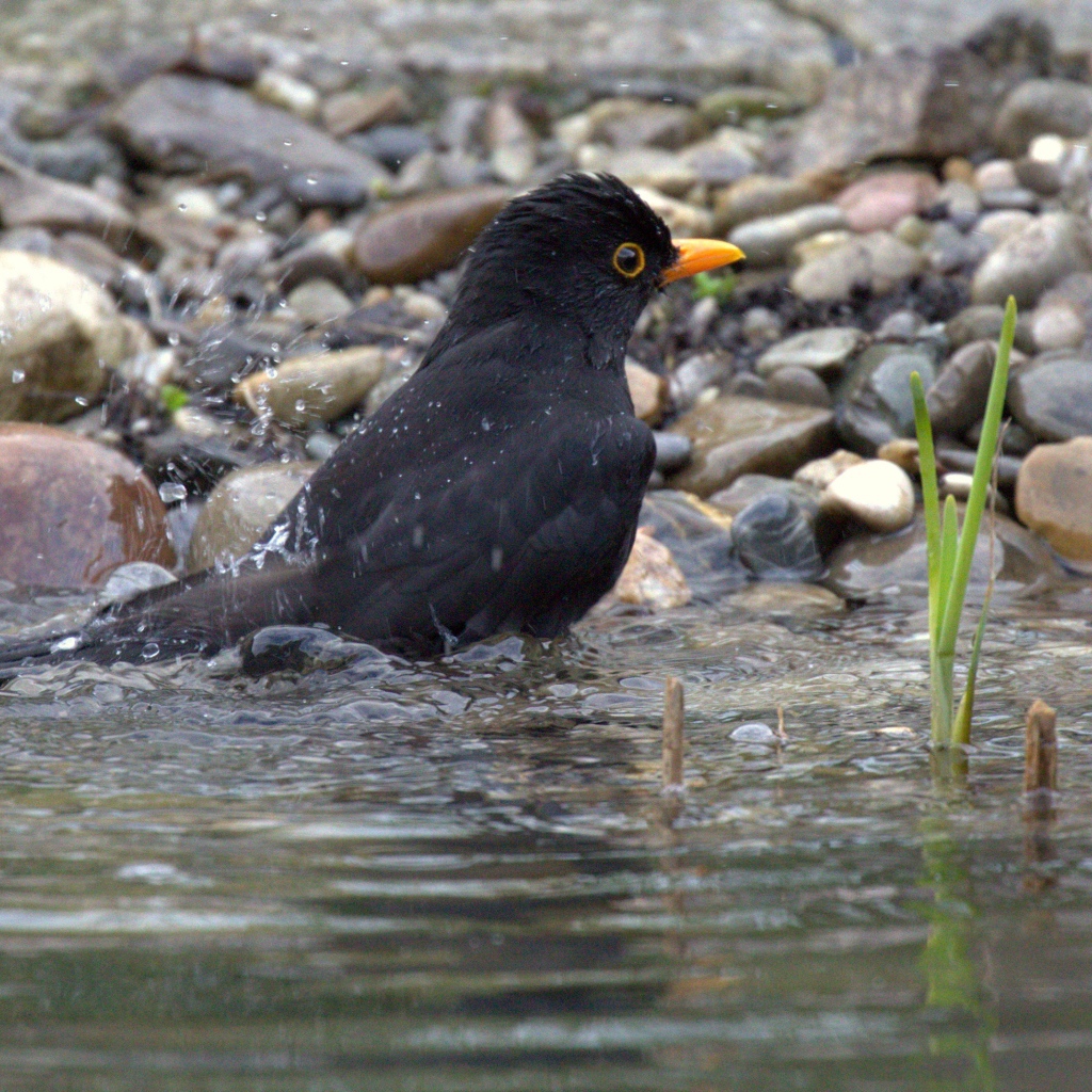 Черный дрозд купается в воде