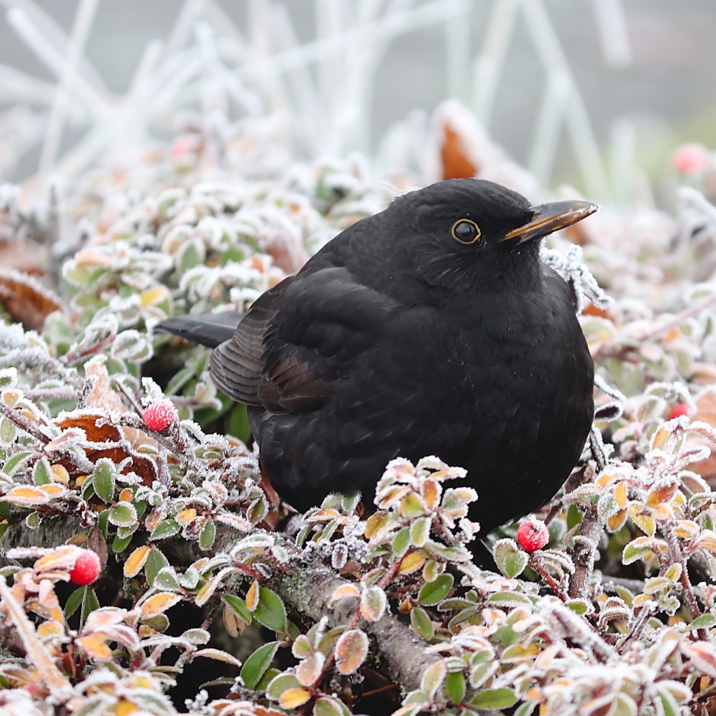 Черный дрозд сидит на покрытых инеем ветках