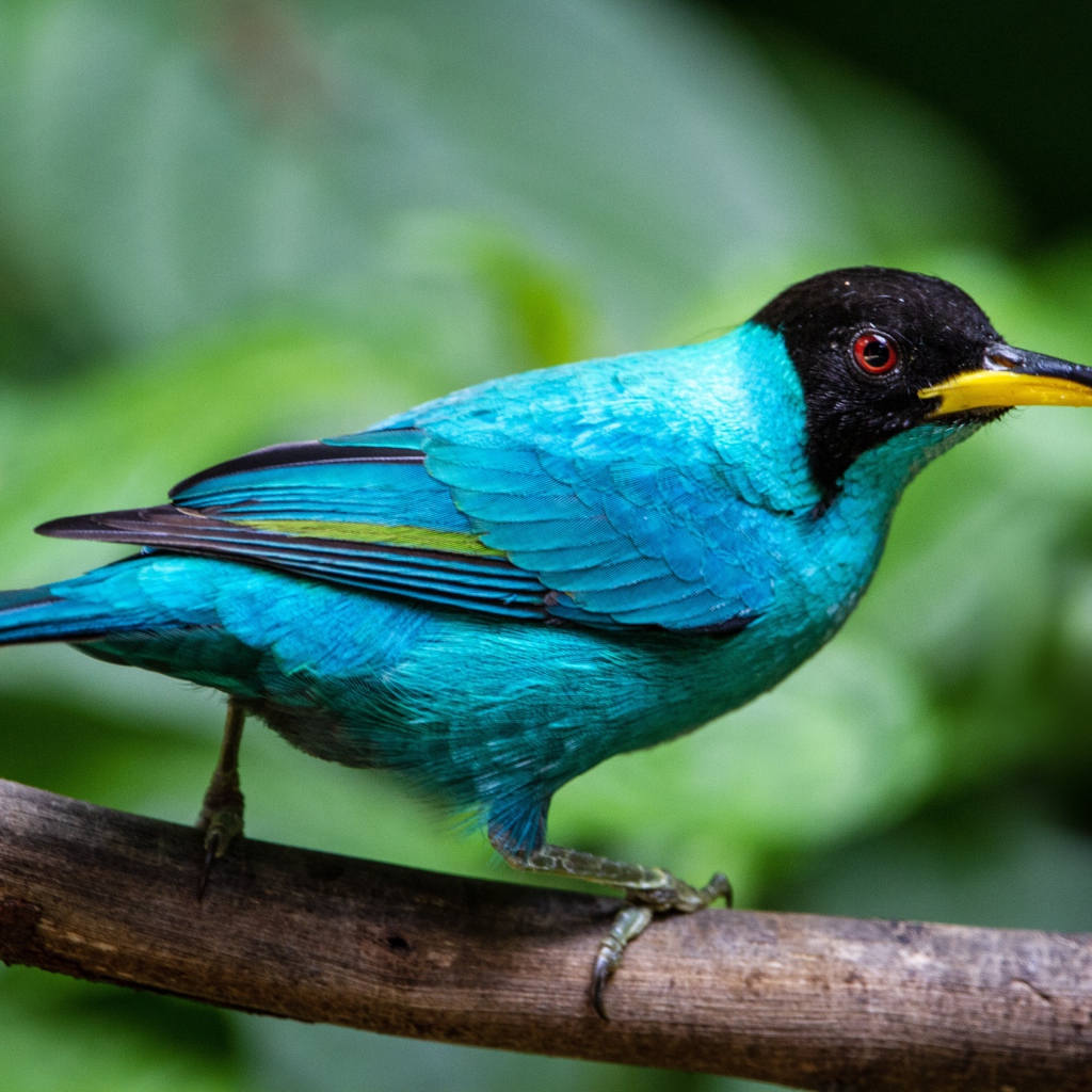 Голубой зеленый медонос сидит на ветке 