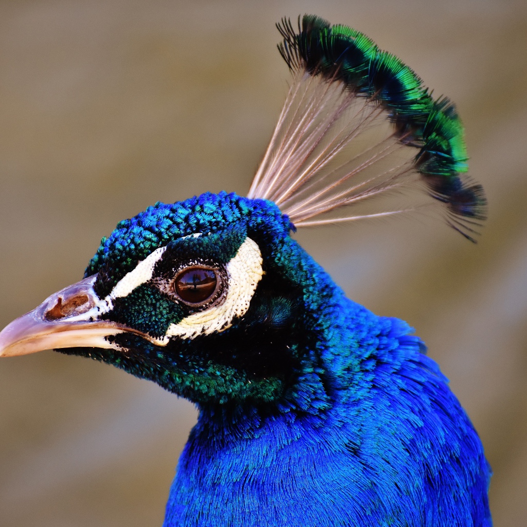 Голова голубого павлина крупным планом 