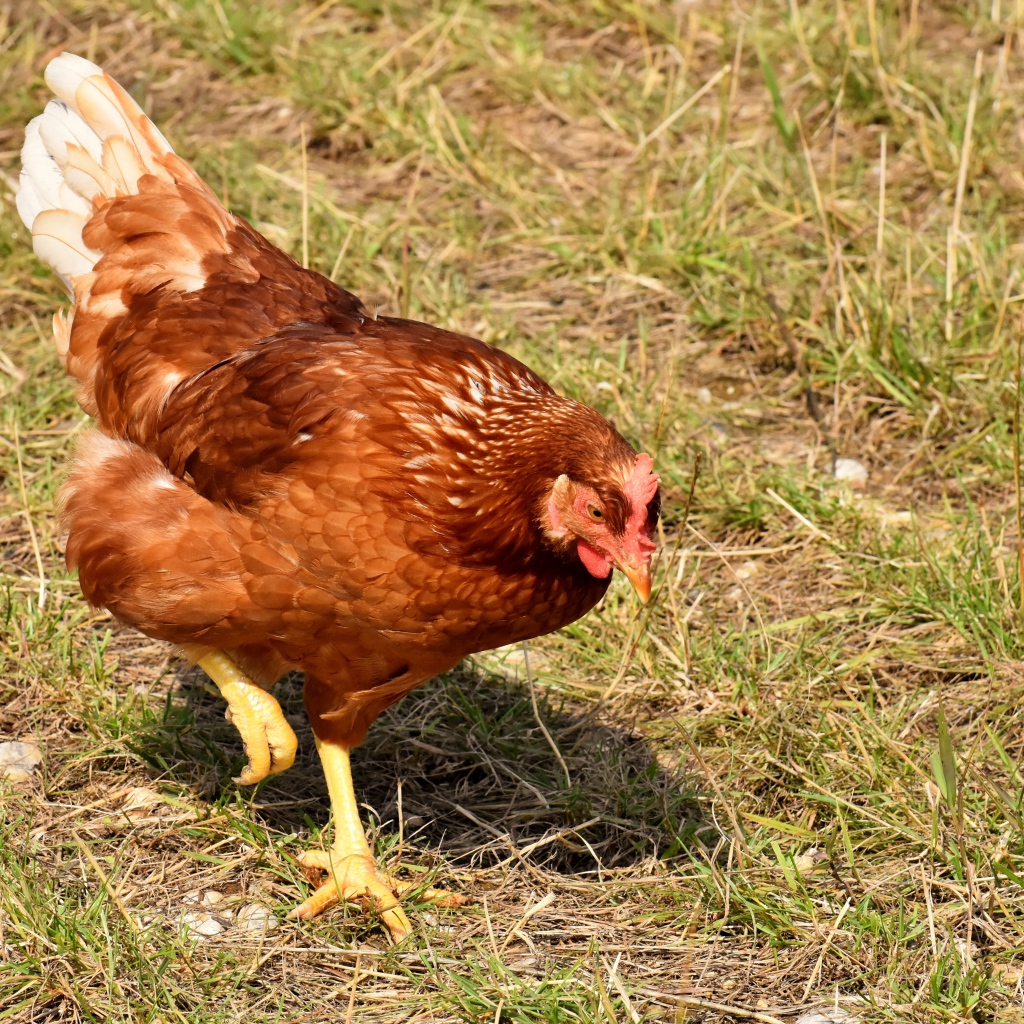 Коричневая домашняя курица гуляет по траве 