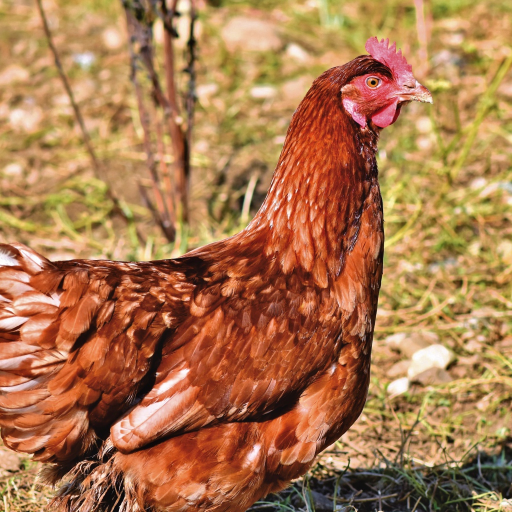 Коричневая домашняя курица на улице 