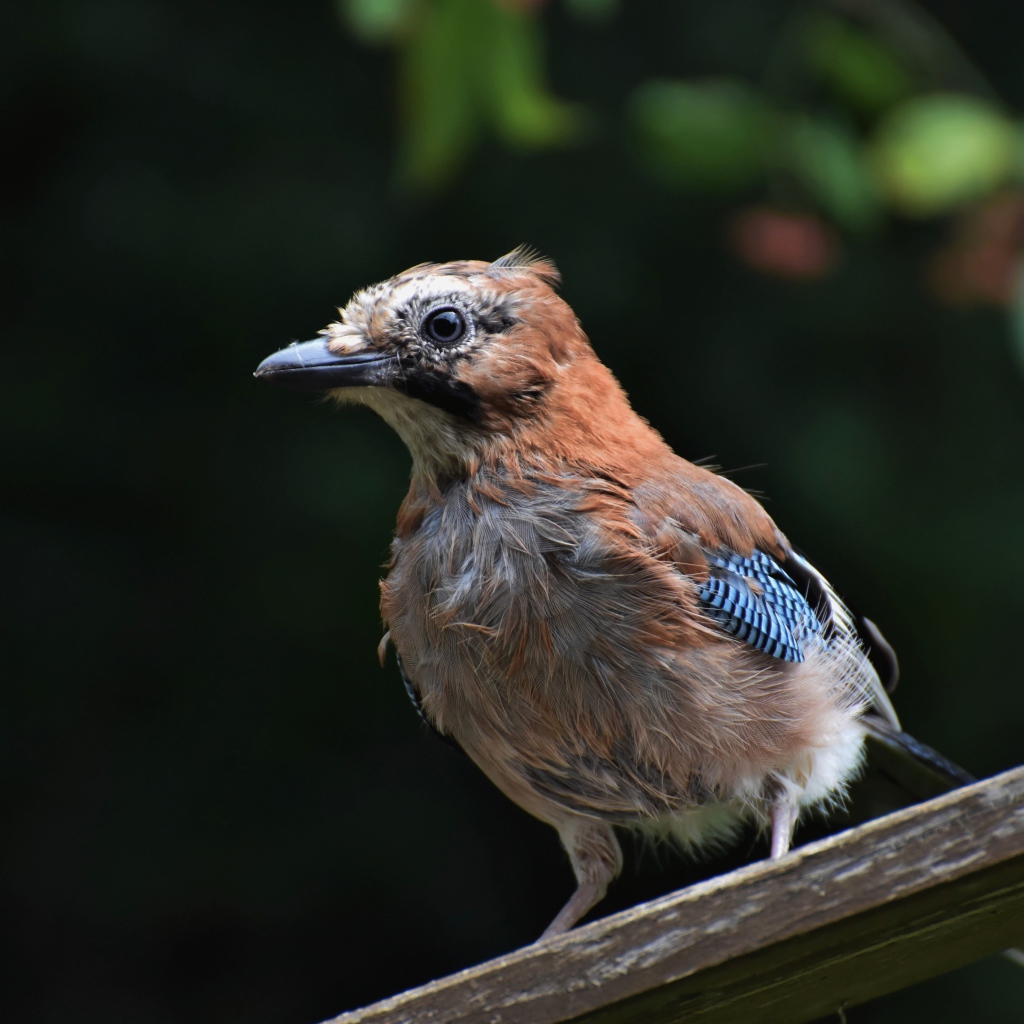 Коричневая сойка сидит на деревянной доске