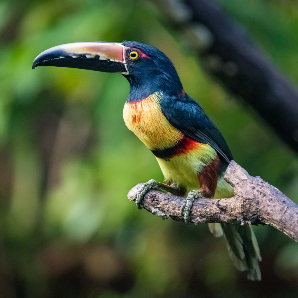 Ошейниковый арасари сидит на ветке дерева