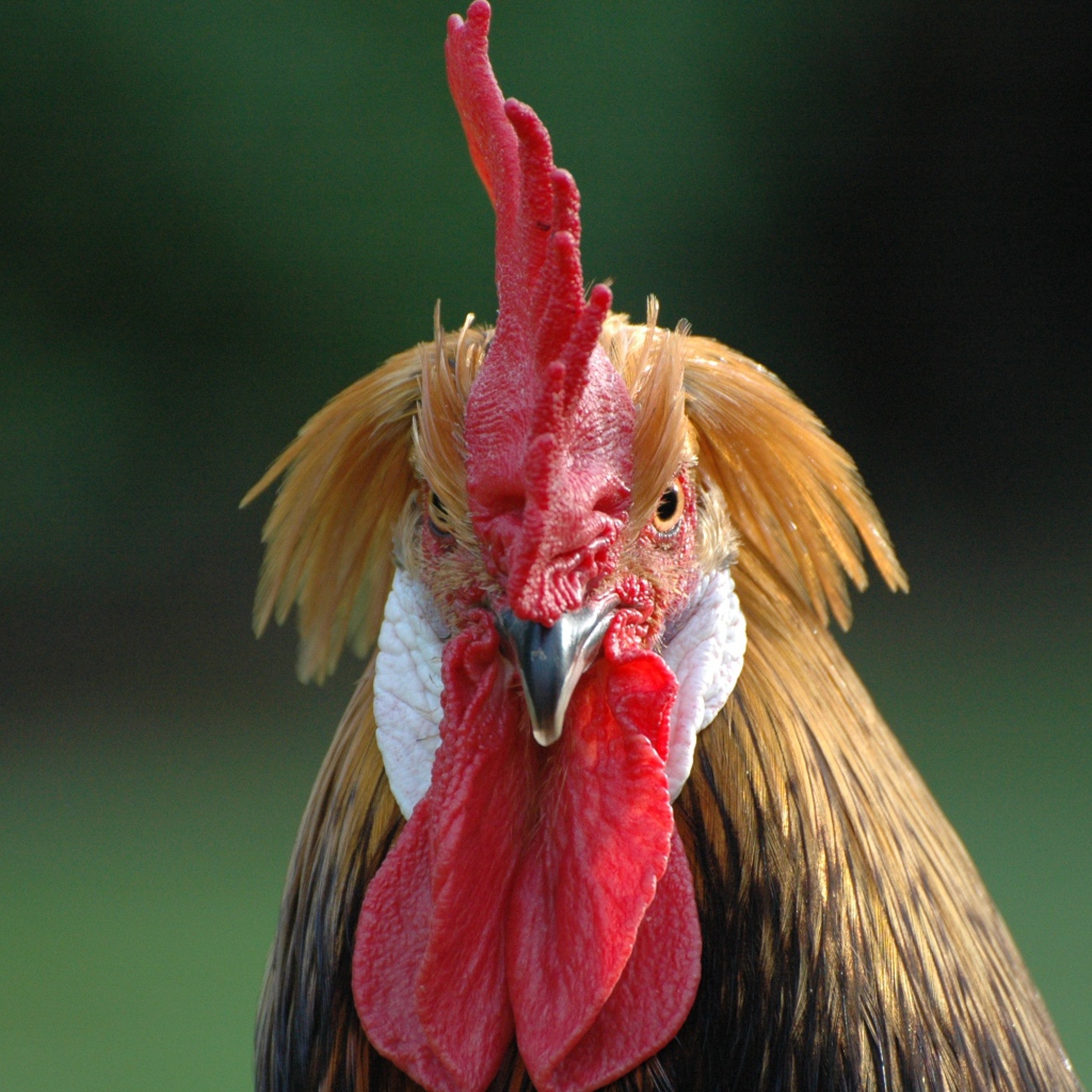 Домашний петух с красным гребнем 