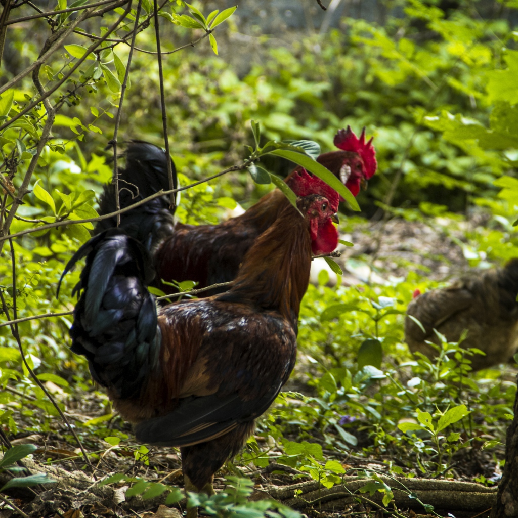 Домашние петухи гуляют в лесу