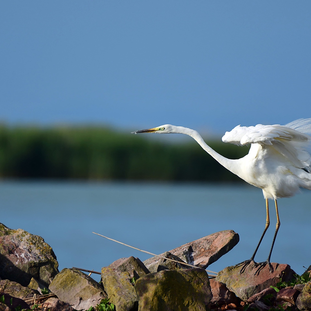 Белая цапля на камне готовится к взлету