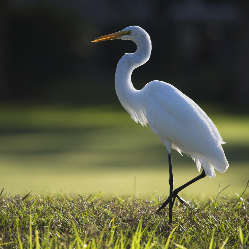 Белая цапля идет по зеленой траве