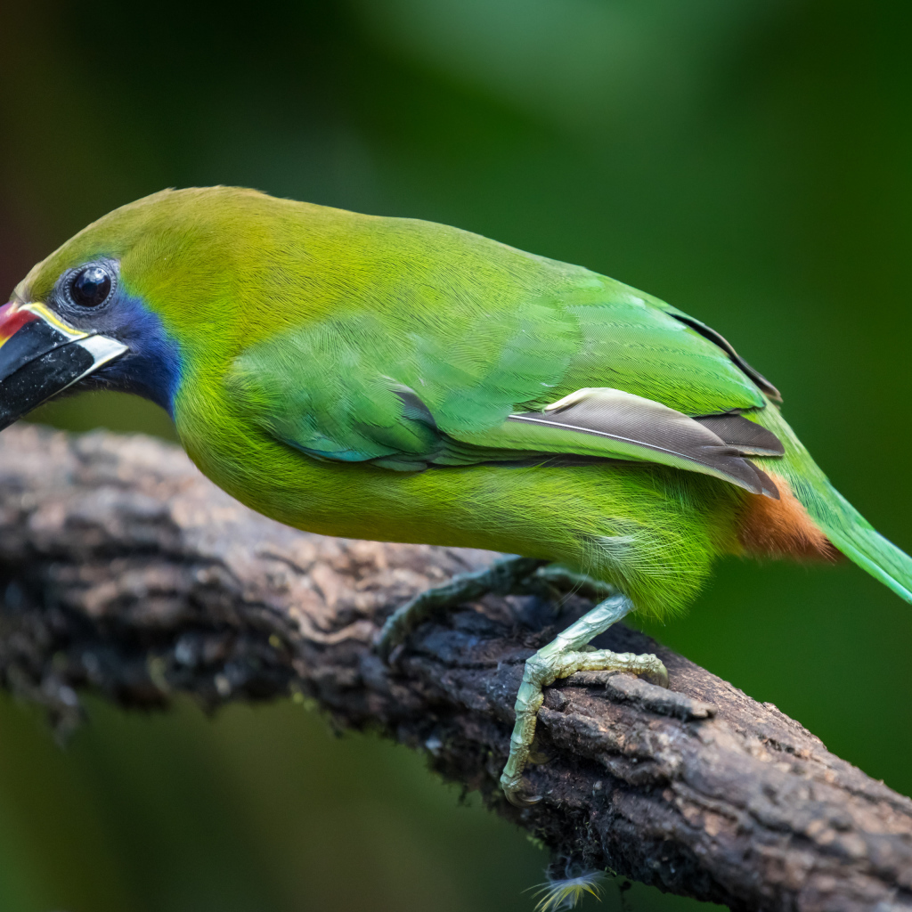 Изумрудный туканет сидит на ветке дерева