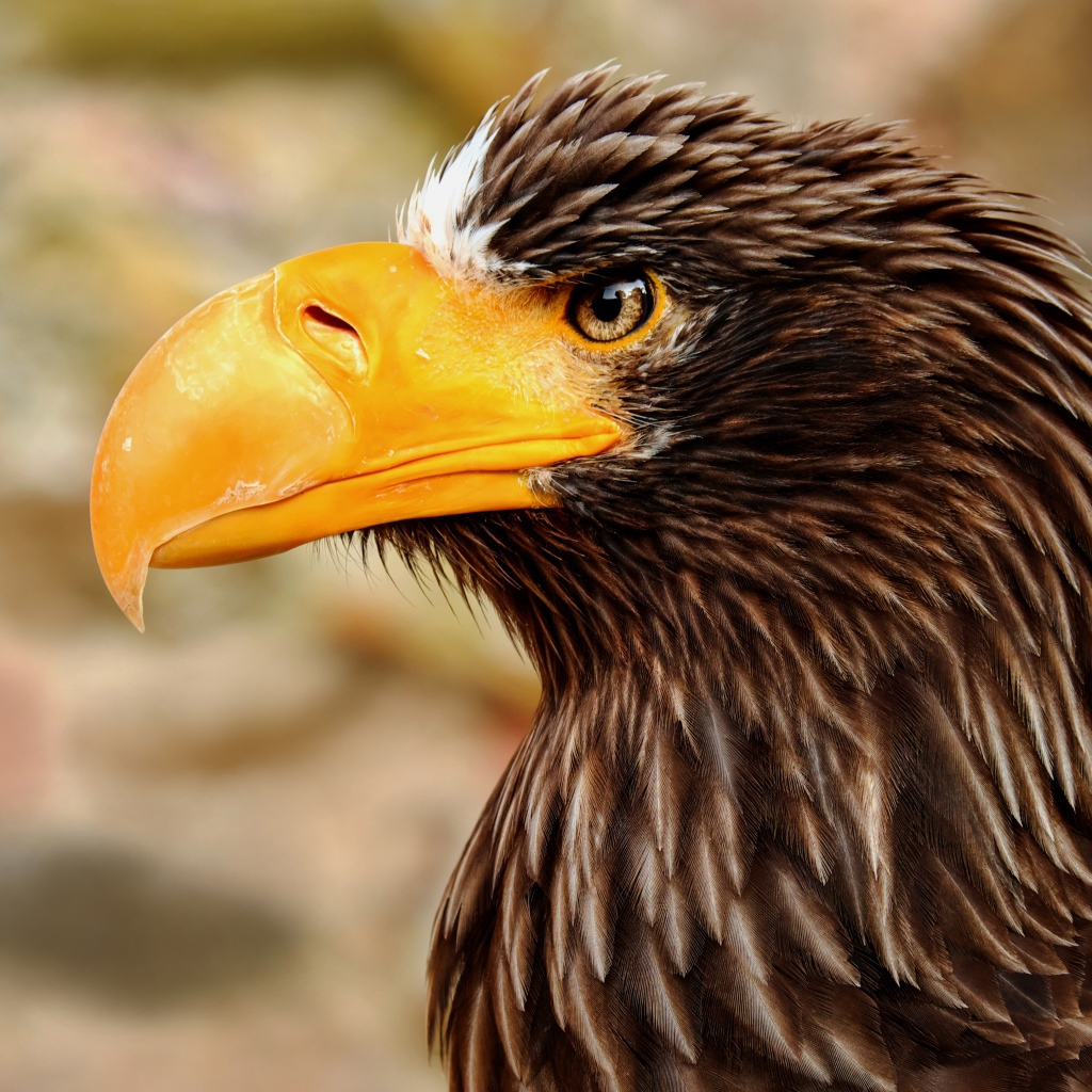 Гигантский орел с острым желтым клювом