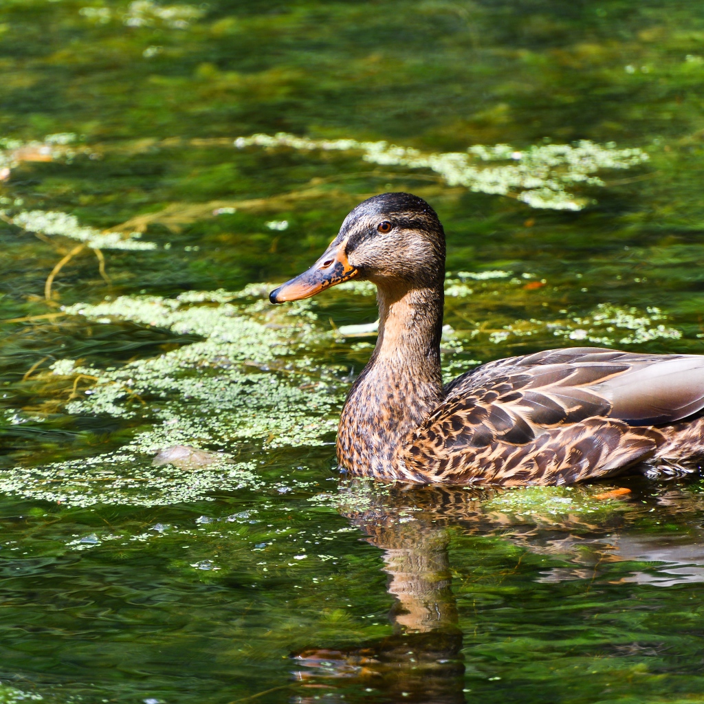 Серая утка плавает в озере 
