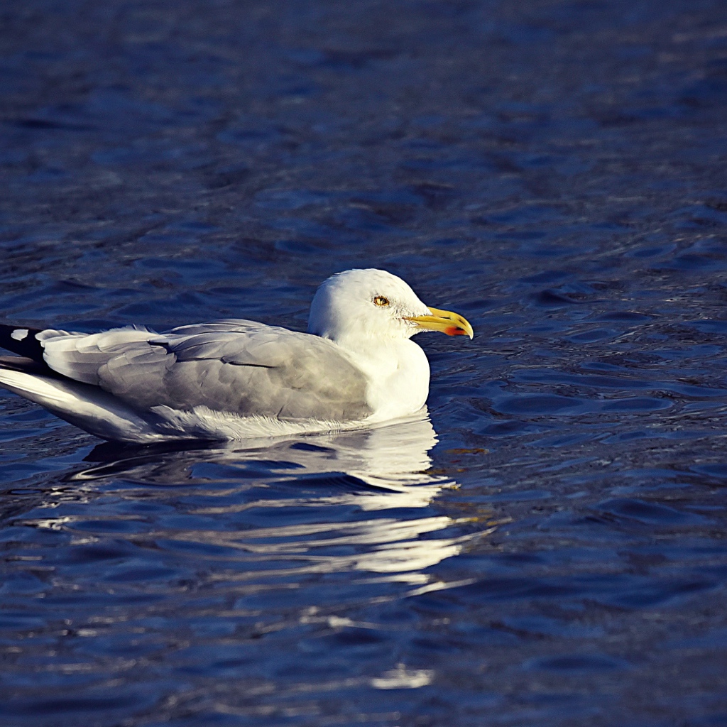 Серая чайка сидит в воде 