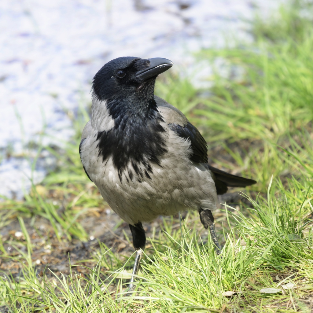 Большая серая ворона на зеленой траве