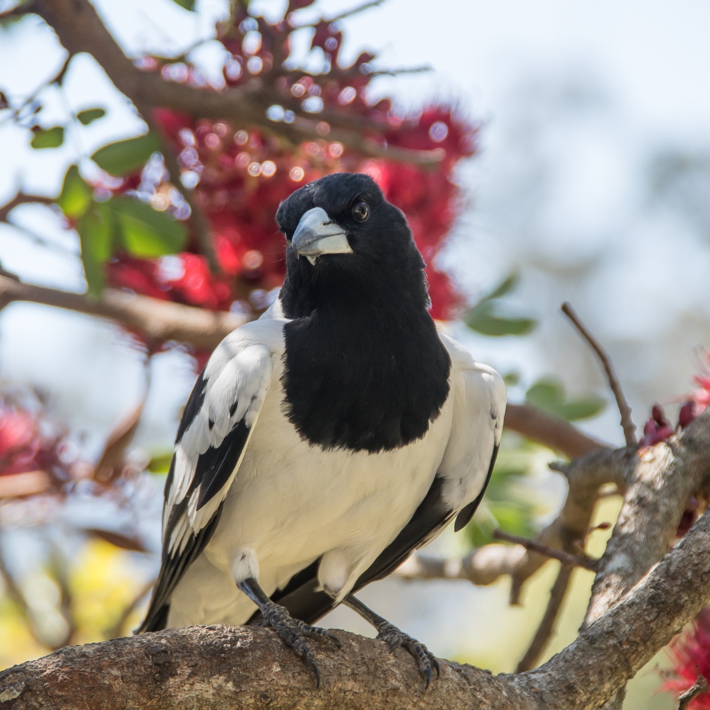 Большая черно-белая сорока сидит на ветке дерева 
