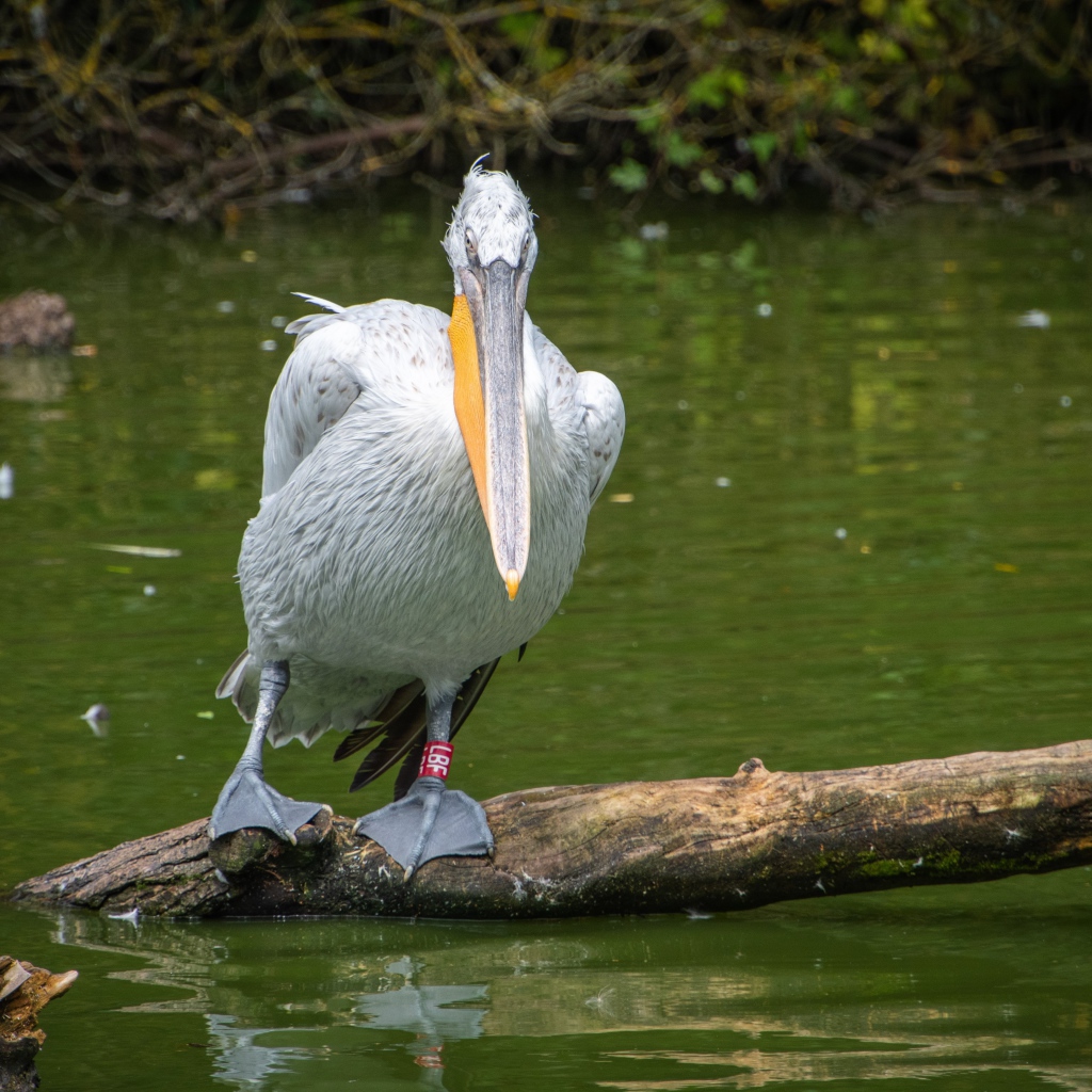 Большой серый пеликан сидит на дереве в воде