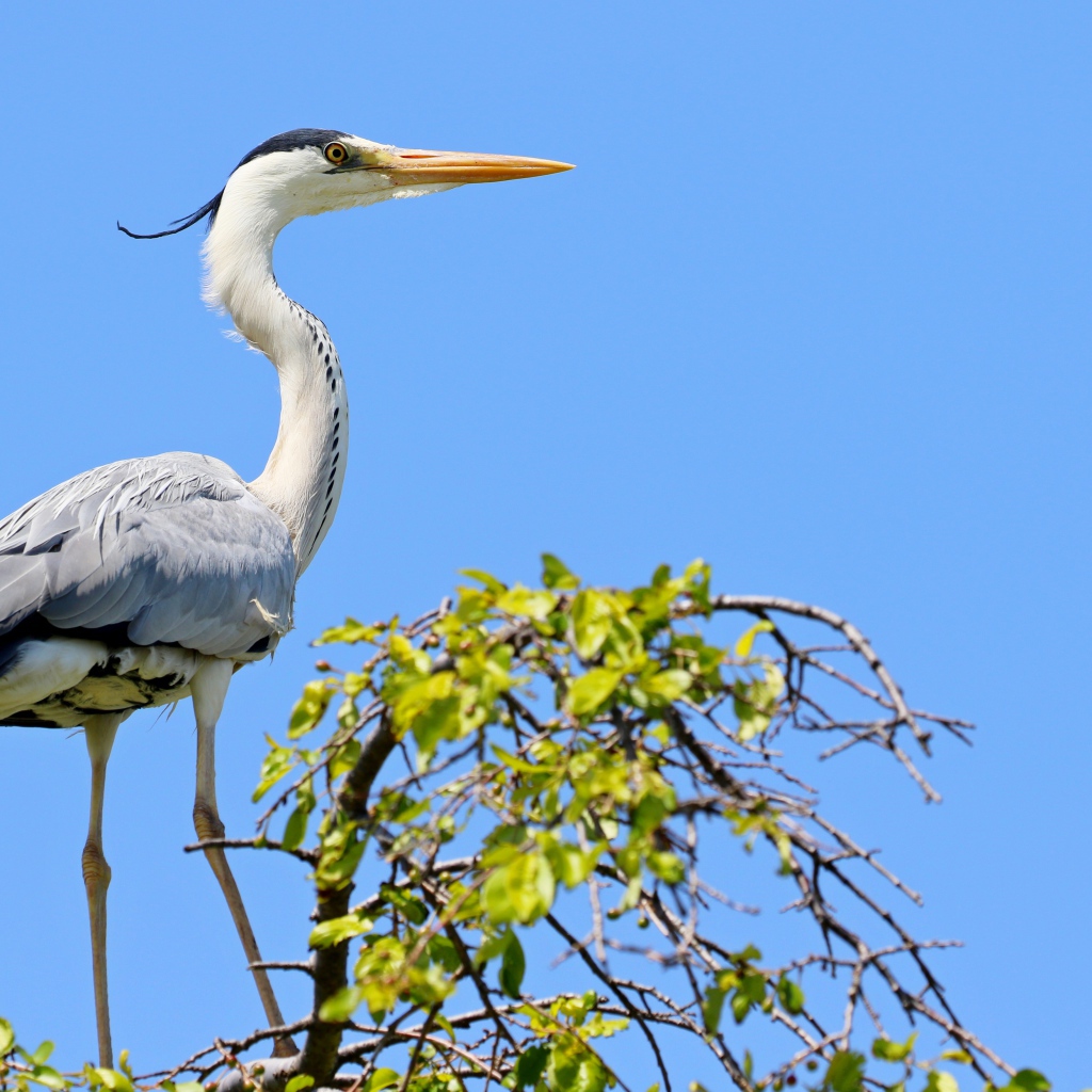 Большая цапля стоит на дереве на фоне голубого неба 