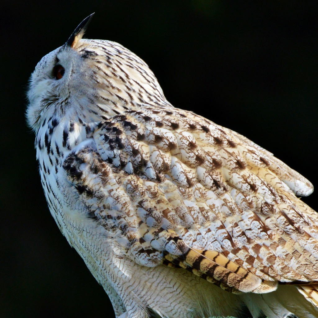 Большая белая сибирская сова на черном фоне